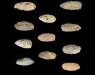 Lot: Fossil Seed Cones (Or Aggregate Fruits) - Pieces #148860-2